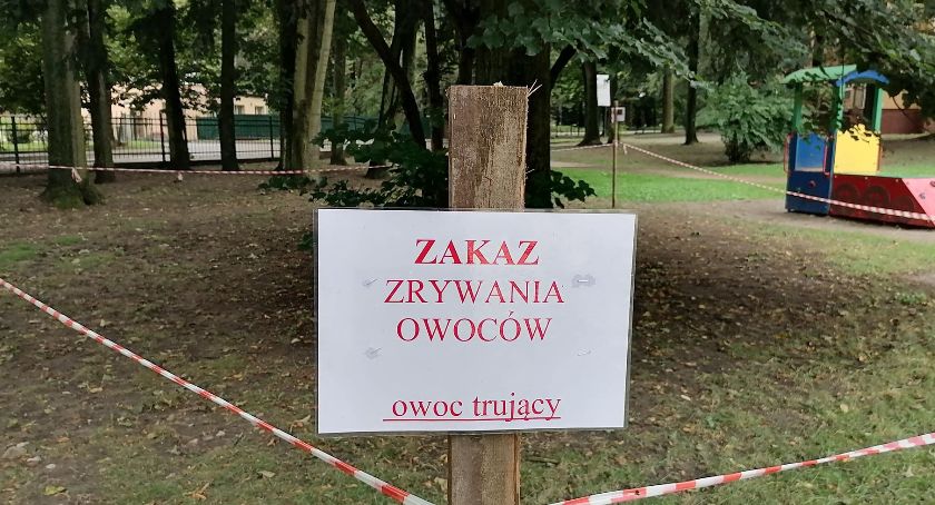 5- latka zjadła trujące owoce cisu na placu zabaw 