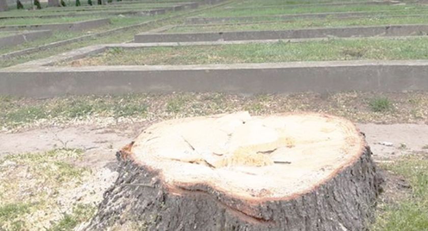 Gmina karę zapłaciła, drewno czeka na kupca