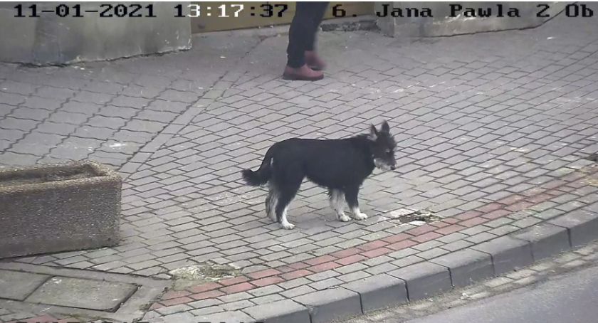 Kto zna właściciela pieska?