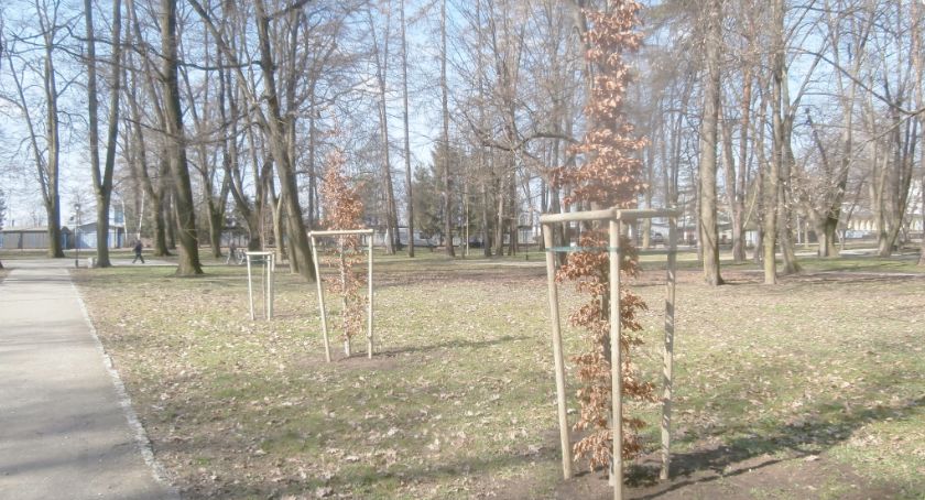 Nowe drzewa i krzewy w Jarosławiu
