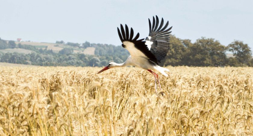 Wyniki konkursu „Pora na cztery pory roku w powiecie jarosławskim. Edycja letnia