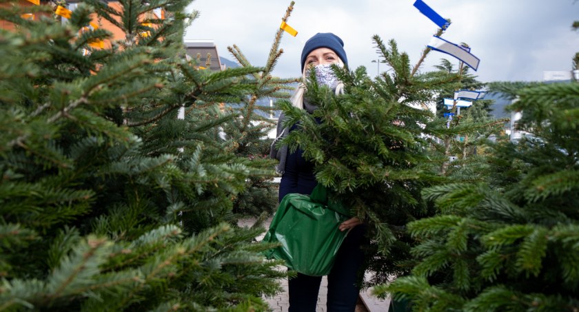 Jaką choinkę wybrać na święta?