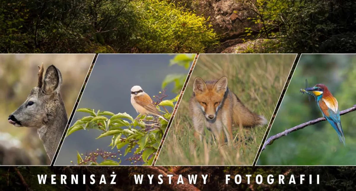 Kulturalne, Wystawa fotografii Anety Kiper „Moja Narnia - zdjęcie, fotografia