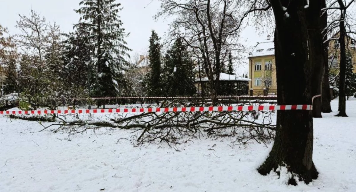 Opady śniegu spowodowały złamania drzew i gałęzi w parkach w Jarosławiu. PGKiM wydał ostrzeżenie