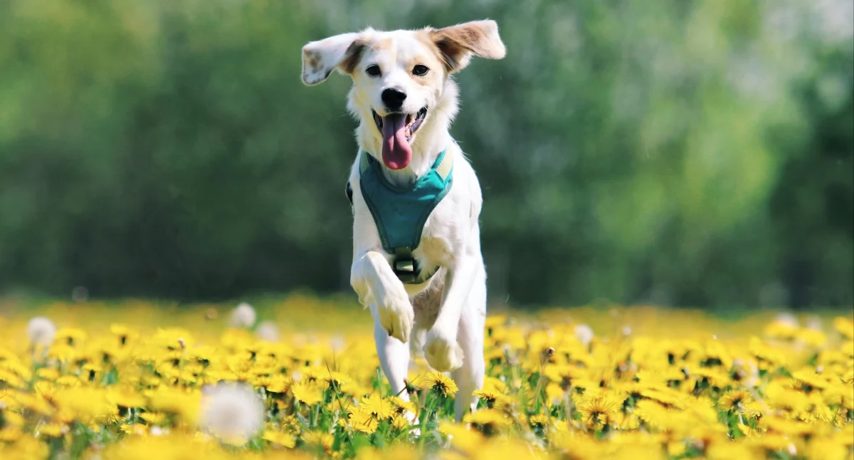 Artykuły Partnera, Szczegółowa analiza typów samochodowych komfrot podróżowania pupilem - zdjęcie, fotografia