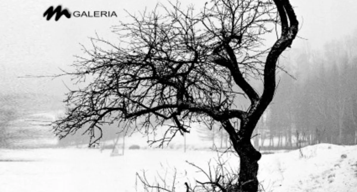 Wydarzenia Jarosław, Przeworsk i okolice, Wystawa fotografii Jacka Gajdy „Drzewa” Jarosławiu - zdjęcie, fotografia