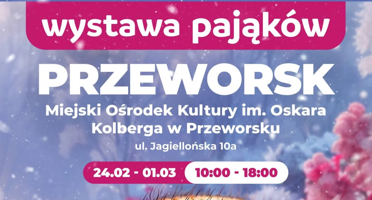 Wydarzenia Jarosław, Przeworsk i okolice, Wystawa Pająków Przeworsku - zdjęcie, fotografia