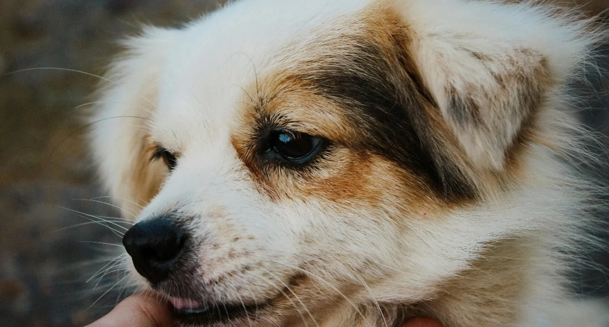 Fot. Pexels.com/Son Pham