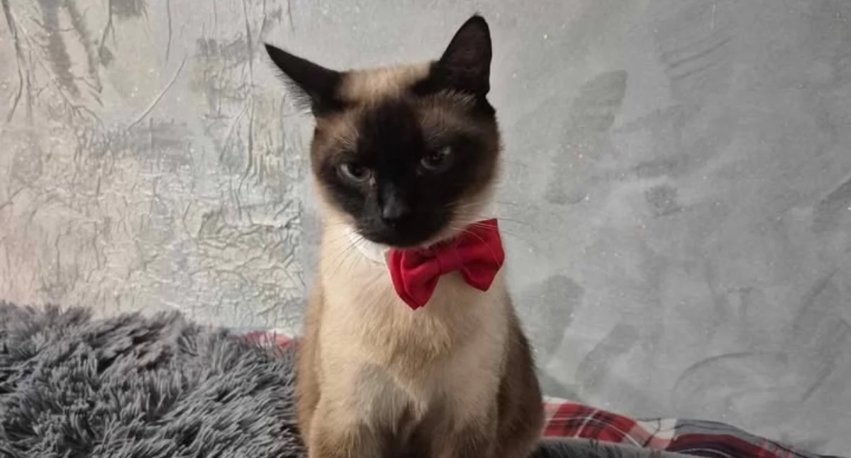 Interwencje, Zaginęła kotka Czytelnicy proszą pomoc odnalezieniu - zdjęcie, fotografia