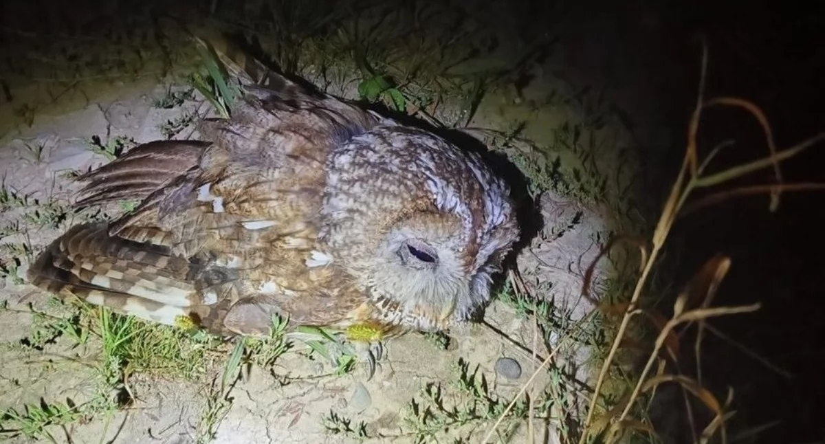 Zdarzenia, Uratowali ranną sowę trafił opiekę weterynarza - zdjęcie, fotografia