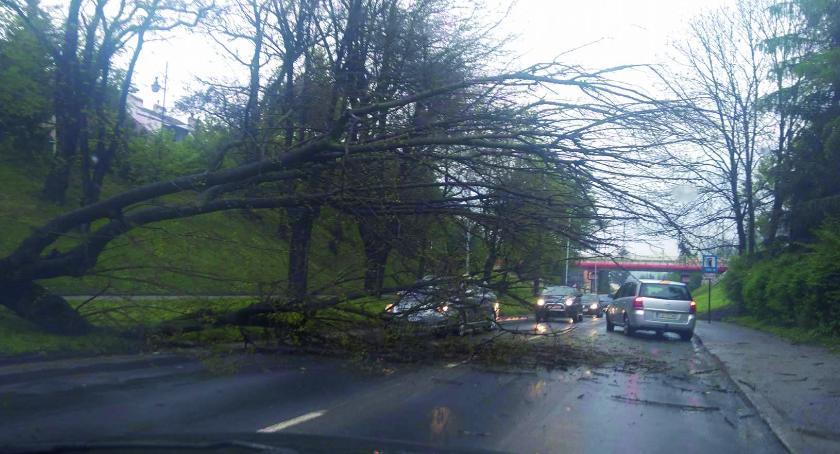Drzewo runęło na ul. Tarnowskiego