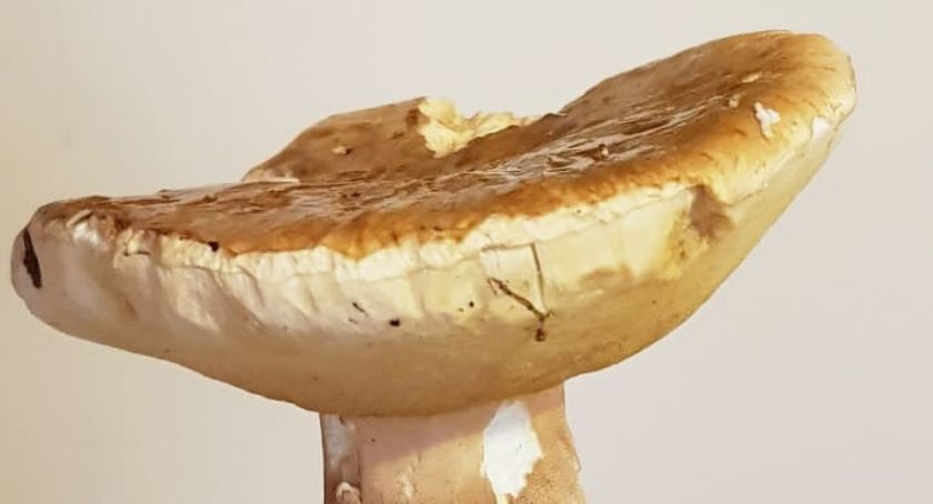 Prawdziwek ważył 1,2 kg!