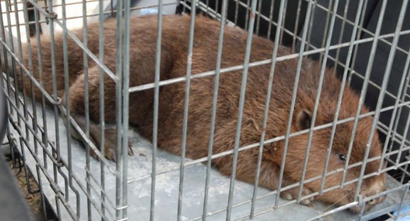 Uratowali dwa bobry zaplątane w kłusownicze wnyki