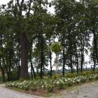 zdjęcie nr 13