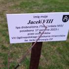 zdjęcie nr 20