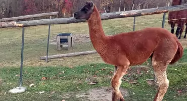Z mini ZOO w Jaworniku Polskim uciekła lama Uszatek. Właściciel prosi o pomoc