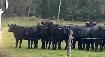 Siedem krów rasy czarny angus uciekło z zagrody w Gniewczynie Trynieckiej. Właściciele proszą o  pomoc