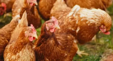 Ptasia grypa w powiecie jarosławskim. Ognisko choroby wykryto w Surochowie 