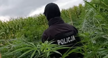 Policjanci zlikwidowali nielegalne uprawy konopi indyjskich (ZDJĘCIA, WIDEO)