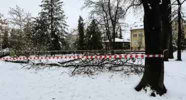 Opady śniegu spowodowały złamania drzew i gałęzi w parkach w Jarosławiu. PGKiM wydał ostrzeżenie 