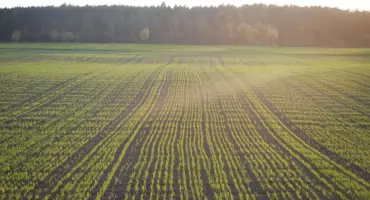 ​Jaki środek wybrać do zwalczania miotły zbożowej wiosną?