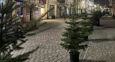Żywe choinki pojawiły się w centrum Jarosławia