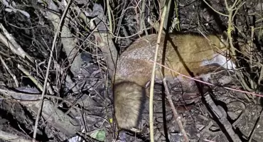 Mundurowi uratowali lisa uwięzionego we wnykach