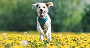 Szczegółowa analiza typów mat samochodowych a komfrot podróżowania z pupilem