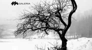 Wystawa fotografii Jacka Gajdy „Drzewa” w Jarosławiu 