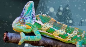 Targi Terrarystyczne w Przemyślu 