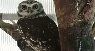 Próbował wwieźć do Polski sowę chronionego gatunku. Celnicy z Korczowej udaremnili nielegalny przewóz ptaka