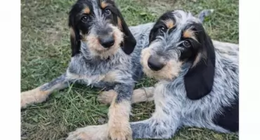 Zaginęły dwa psy w Mołodyczu. Przewidziana nagroda