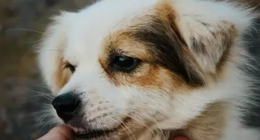 Bezpłatne czipowanie psów w Jarosławiu – zadbaj o bezpieczeństwo swojego pupila!