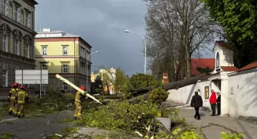 Okazała lipa spadła na mur klasztoru Franciszkanów i ul. Jana Pawła II w Jarosławiu